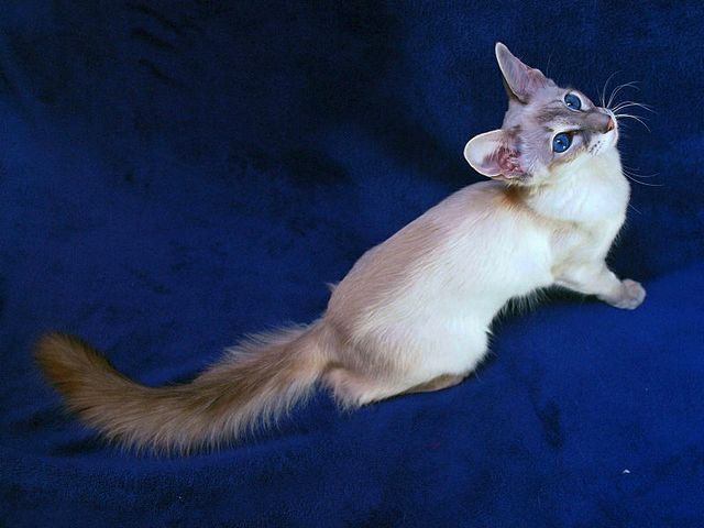 Выведенные породы кошек в Сенгилее | ЗооТом портал о животных