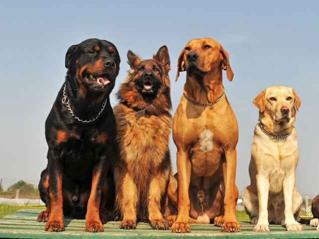 Крупные породы собак в Сенгилее | ЗооТом портал о животных